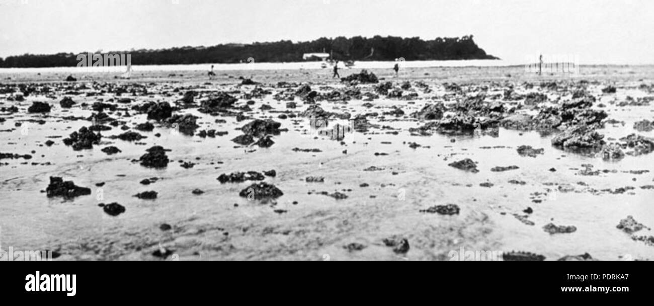 100 Queensland State Archive 1003 Heron Reef Steinbock Gruppe mit der Insel im Hintergrund c 1931 Stockfoto