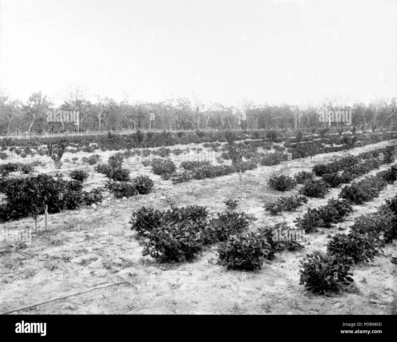 107 Queensland State Archive 2657 Erdnüsse und junger Pfirsichbäume Pikedale Januar 1920 Stockfoto
