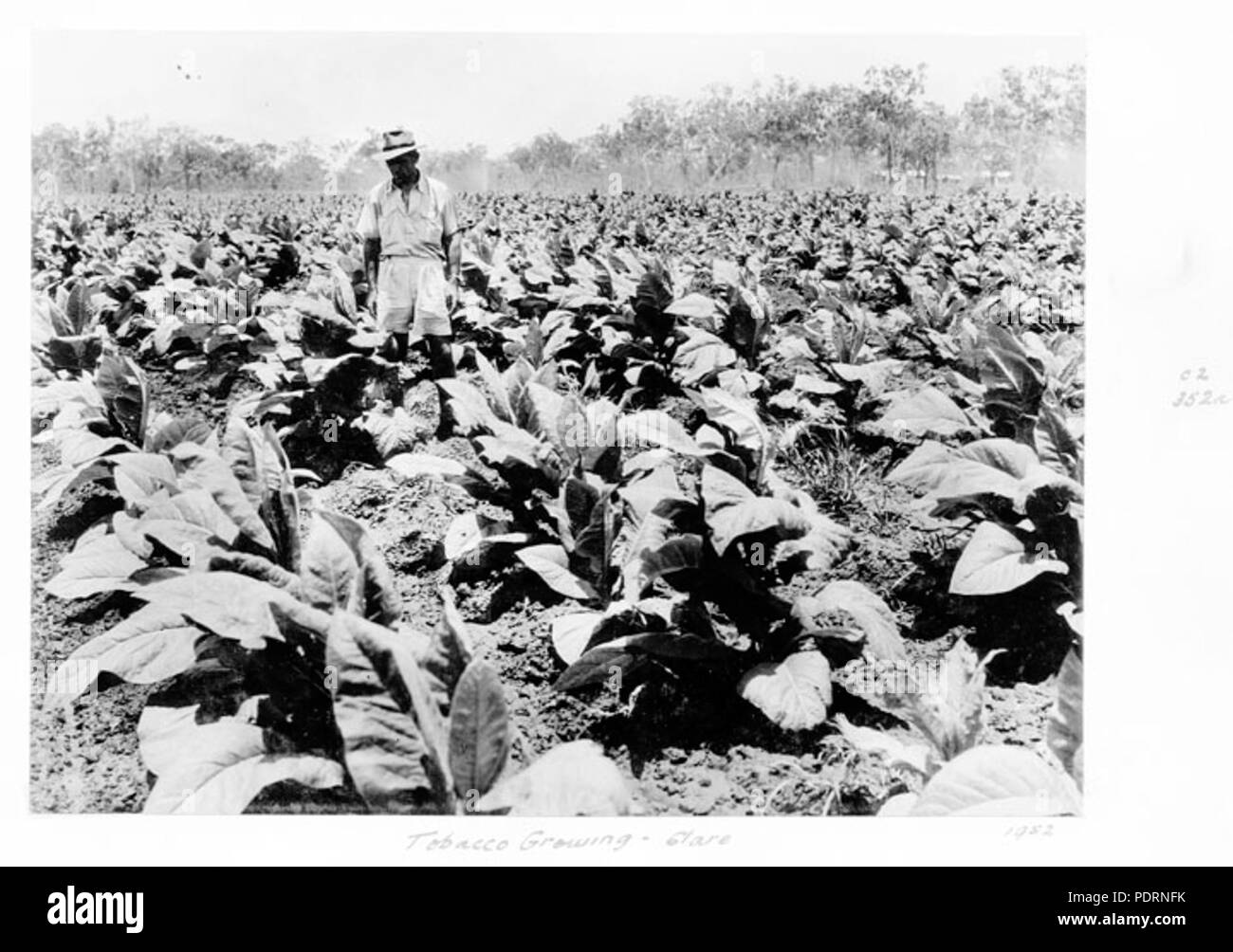 117 Queensland State Archive 4800 Tabak farm Clare c 1952 Stockfoto 117 Queensland State Archive 4800 Tabak farm Clare c 1952 Stockfoto