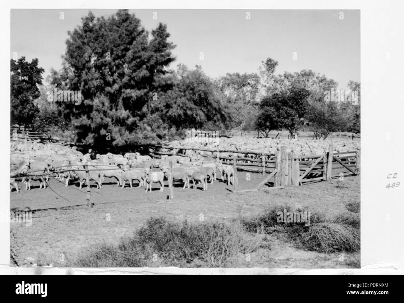 118 Queensland State Archive 5042 Schafe warten auf Tiree 1952 crutched werden Stockfoto