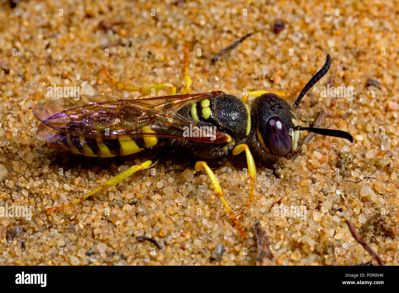 Europäischen beewolf, Philanthus Triangulum Stockfoto