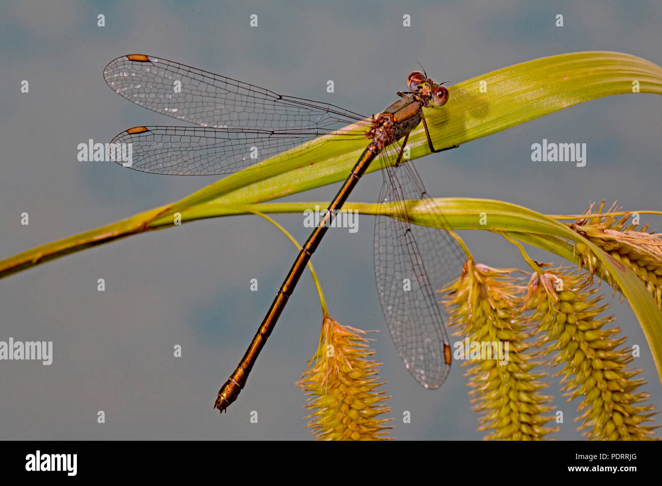 Willow Emerald damselfly, Chalcolestes viridis Stockfoto