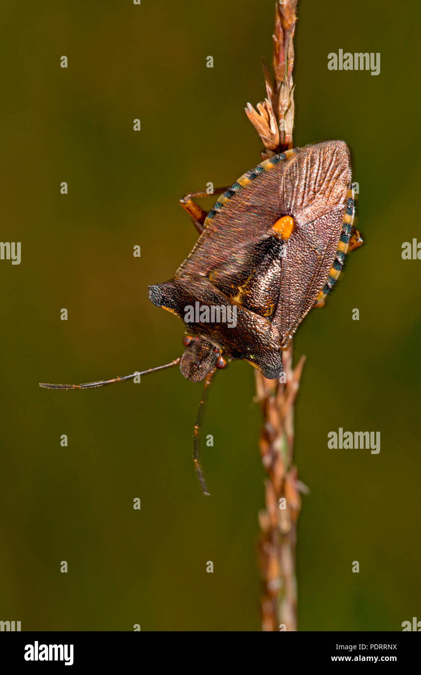 Wald bug, Pentatoma rufipes Stockfoto