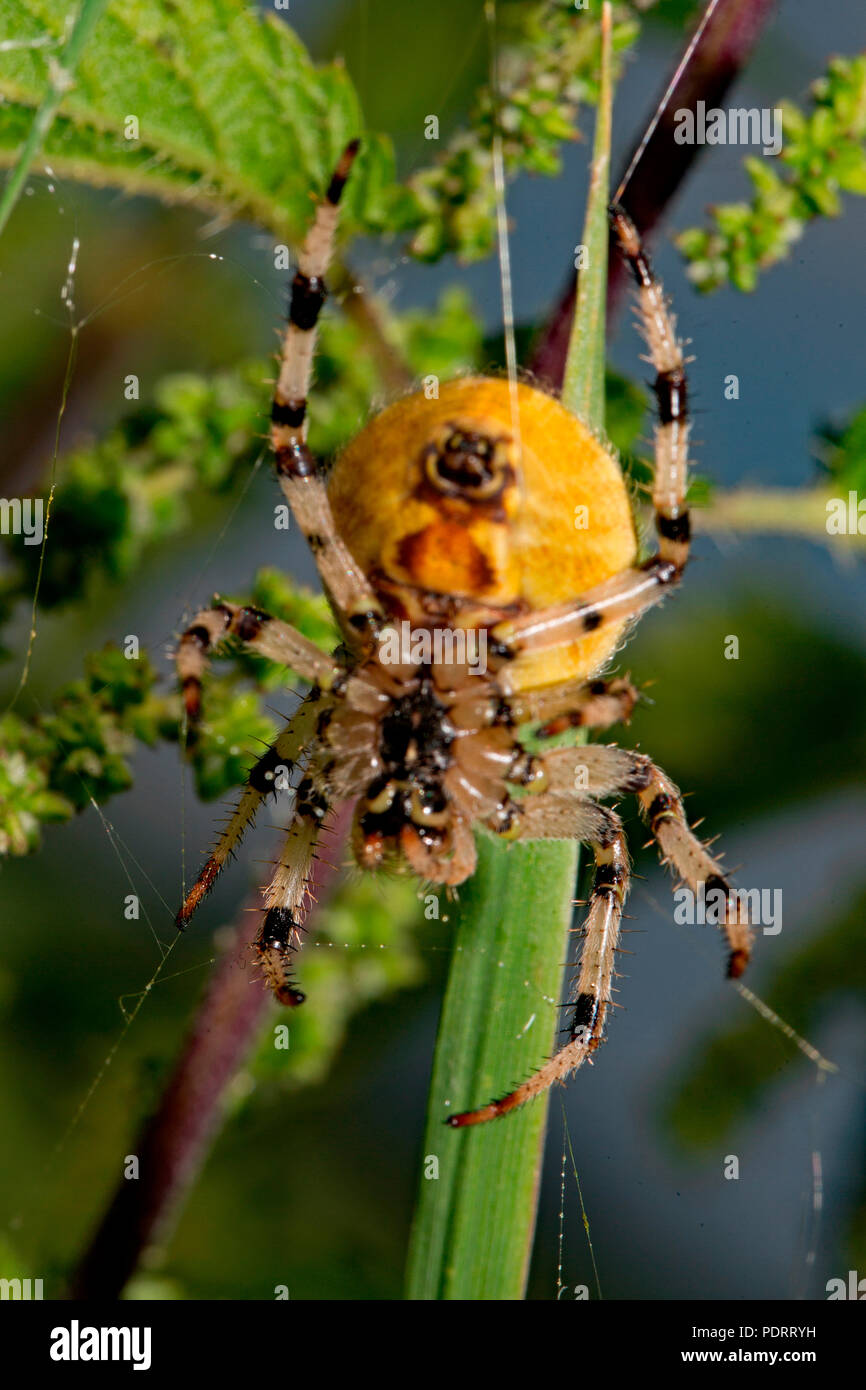 Vier Spots orb - Weber, spinndüse, Araneus quadratus Stockfoto