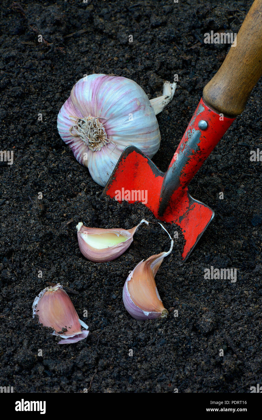 Knoblauchzehen mit Gartenschaufel, Knoblauch, Knoblauchknolle, Knoblauchzehe, Allium sativum Stockfoto