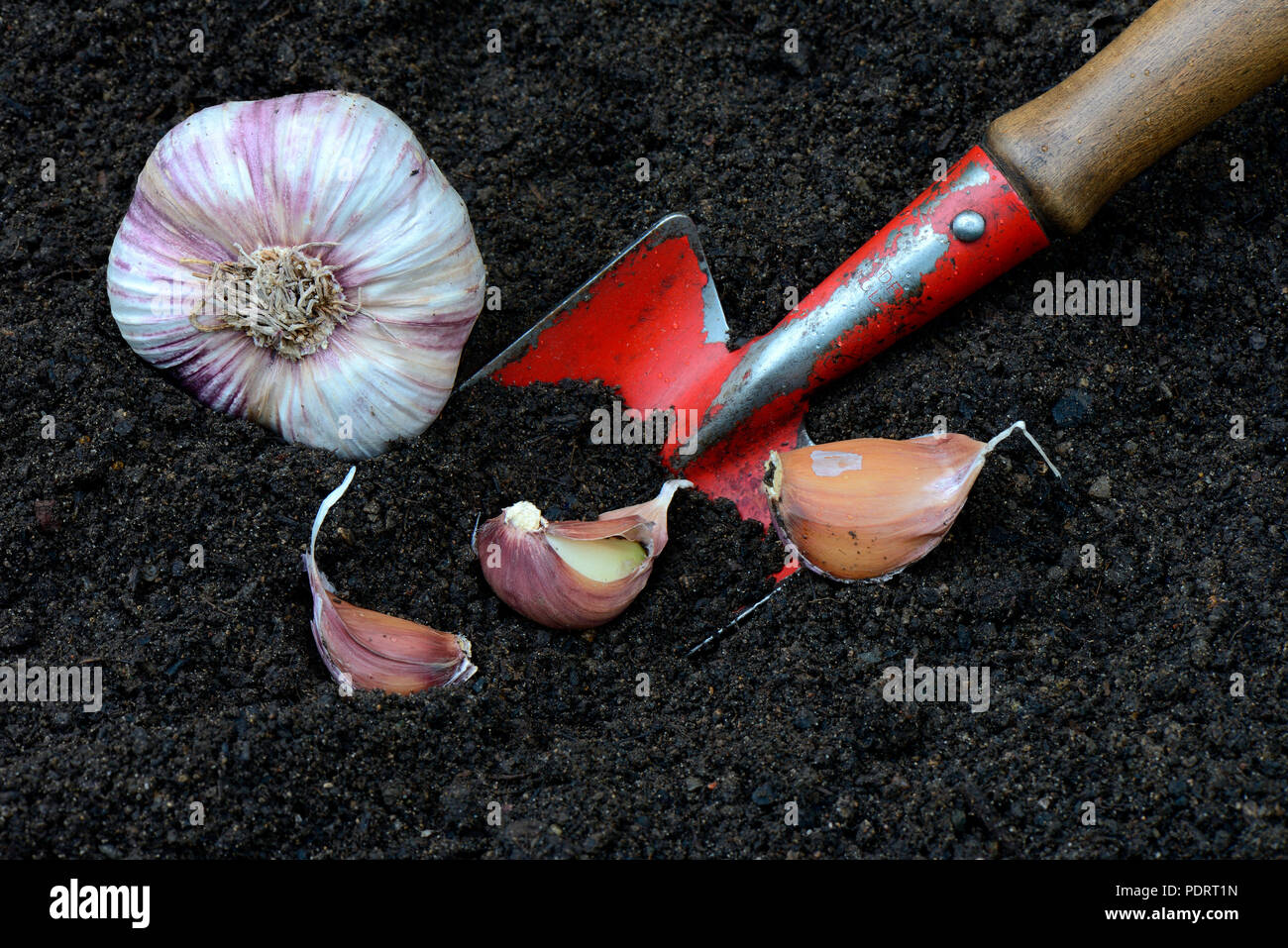 Knoblauchzehen mit Gartenschaufel, Knoblauch, Knoblauchknolle, Knoblauchzehe, Allium sativum Stockfoto