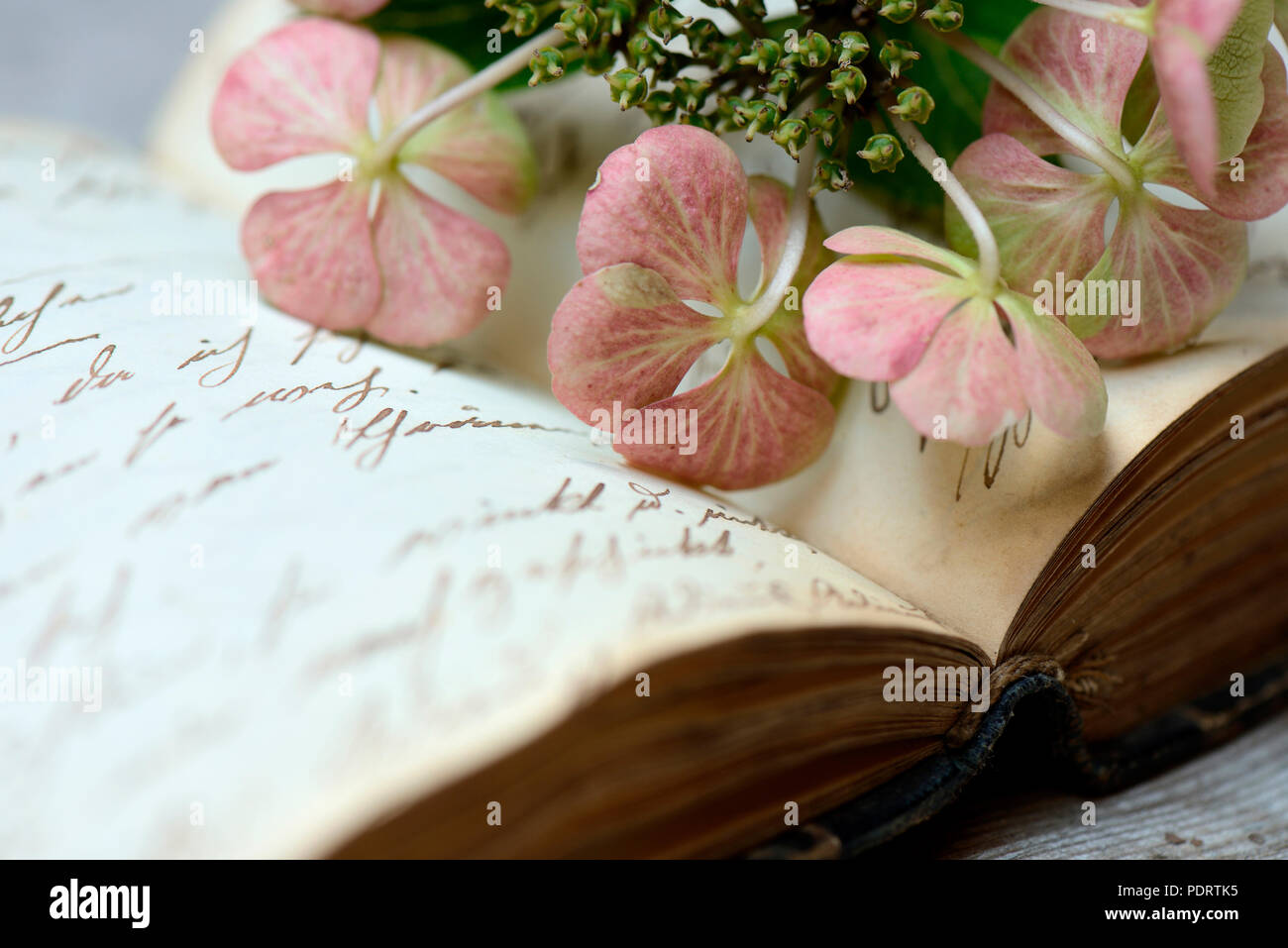 Hortensienblueten in Buch mit alter Schrift Stockfoto