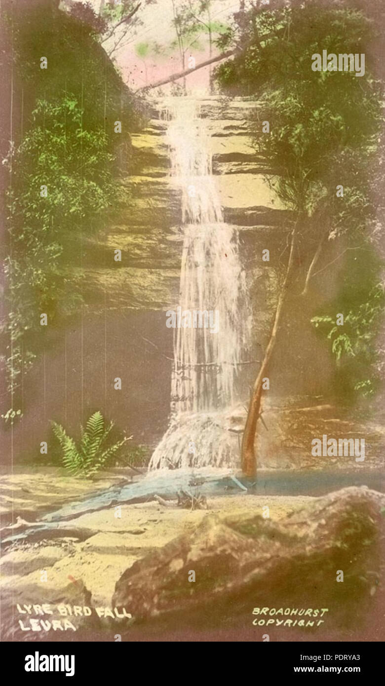 175 SLNSW 796542 Lyra Vogel Blackheath Stockfoto