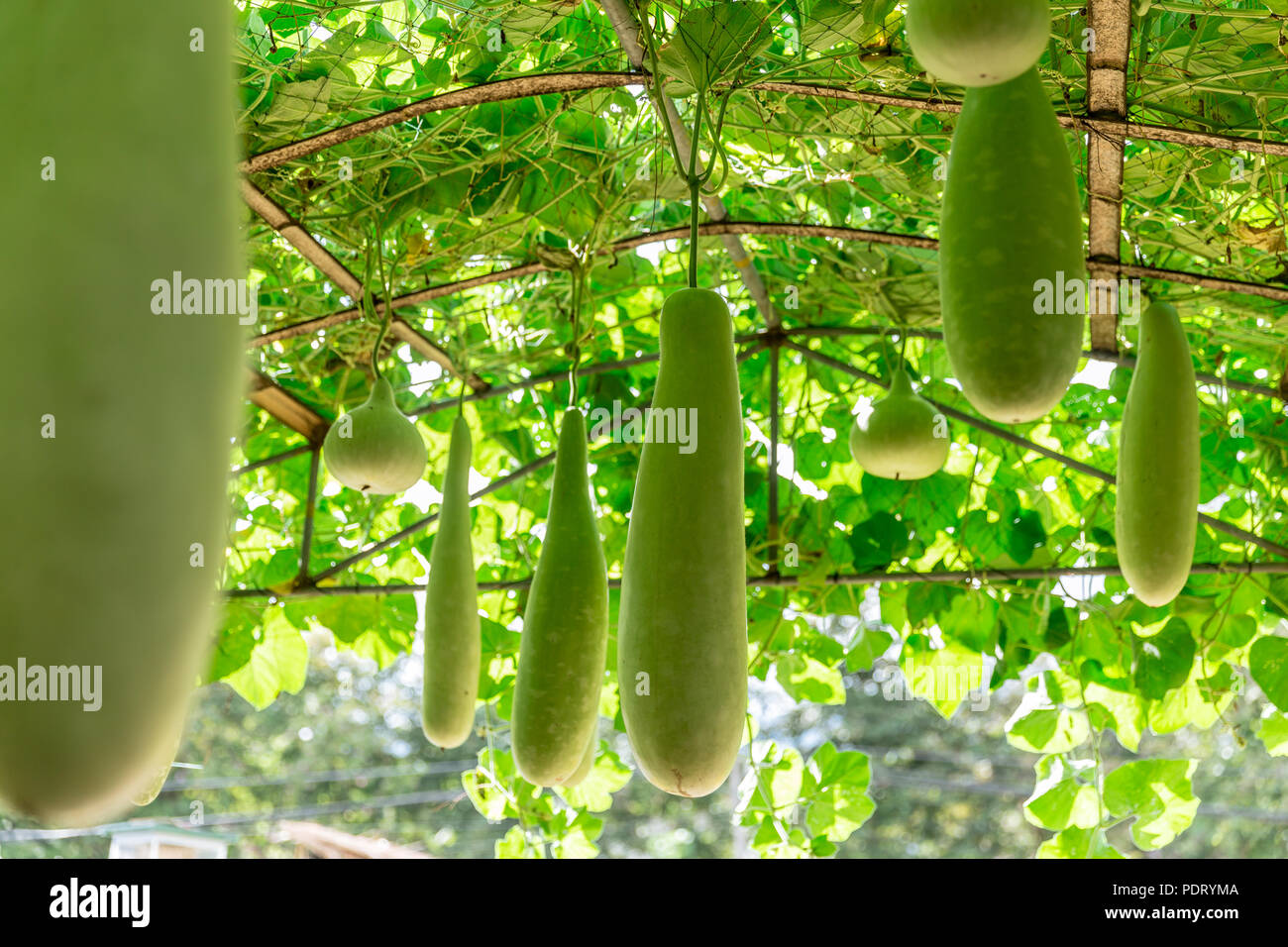 Lange Calabash Gourd großen hängenden Gemüse Rebsorte Grün in der Natur organische Landwirtschaft Bauernhof Stockfoto