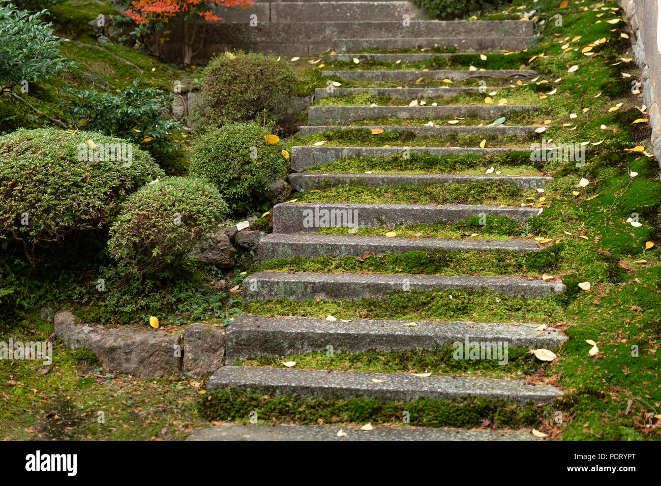 Moss Leiter alte Nass feucht Steintreppe im Wald Tempel Stockfoto