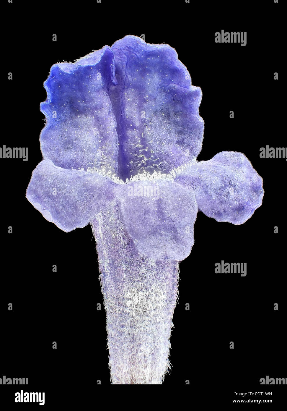 Extreme Makroaufnahme (Aufnahme) der Lavendel (Lavandula) Blüte Stockfoto