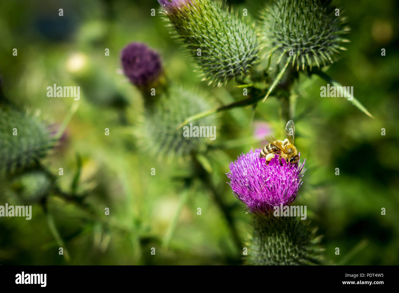 Biene autiful Stockfoto
