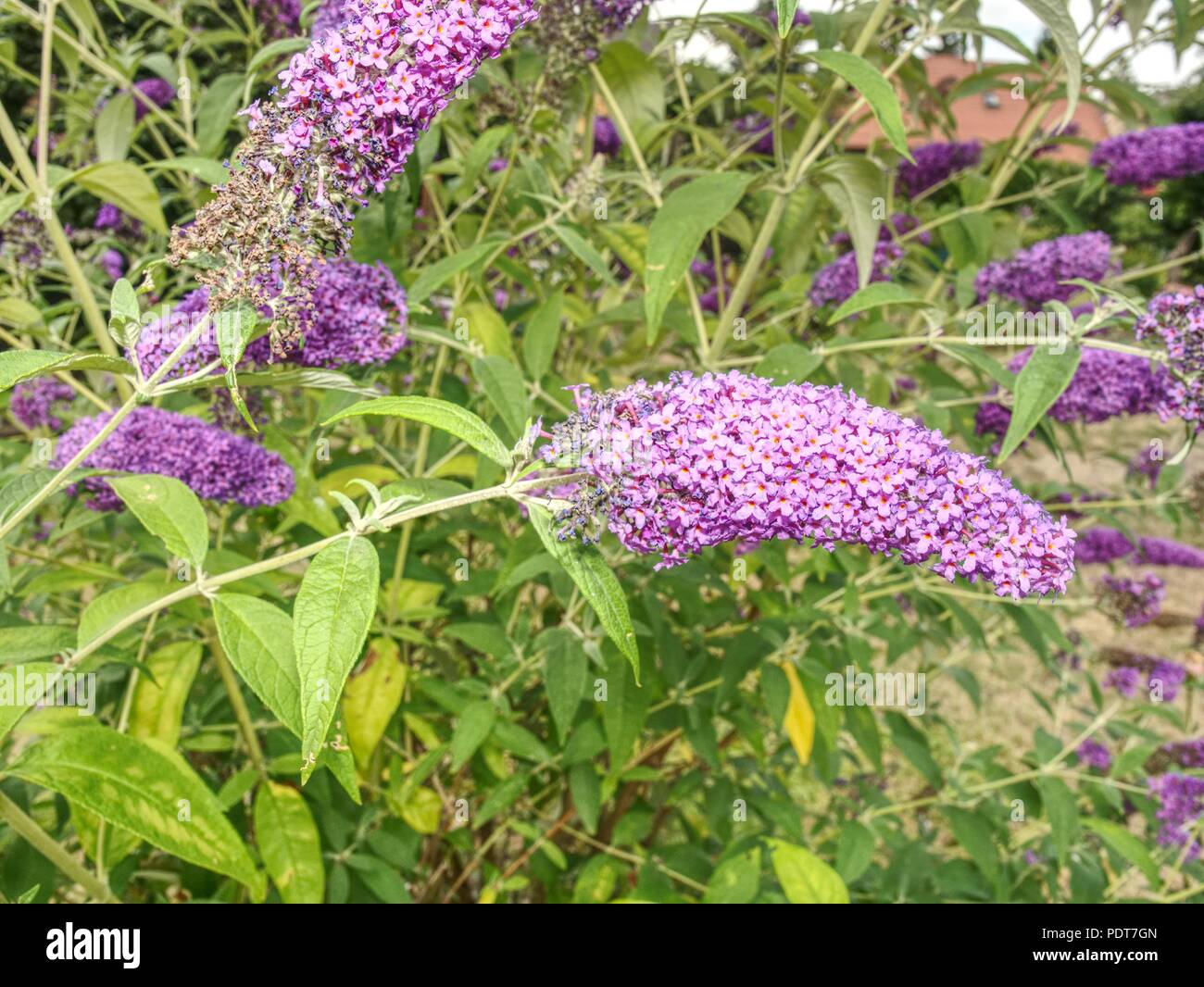 Schmetterling im Garten. Buddleja davidii, Sommer lila, Schmetterling