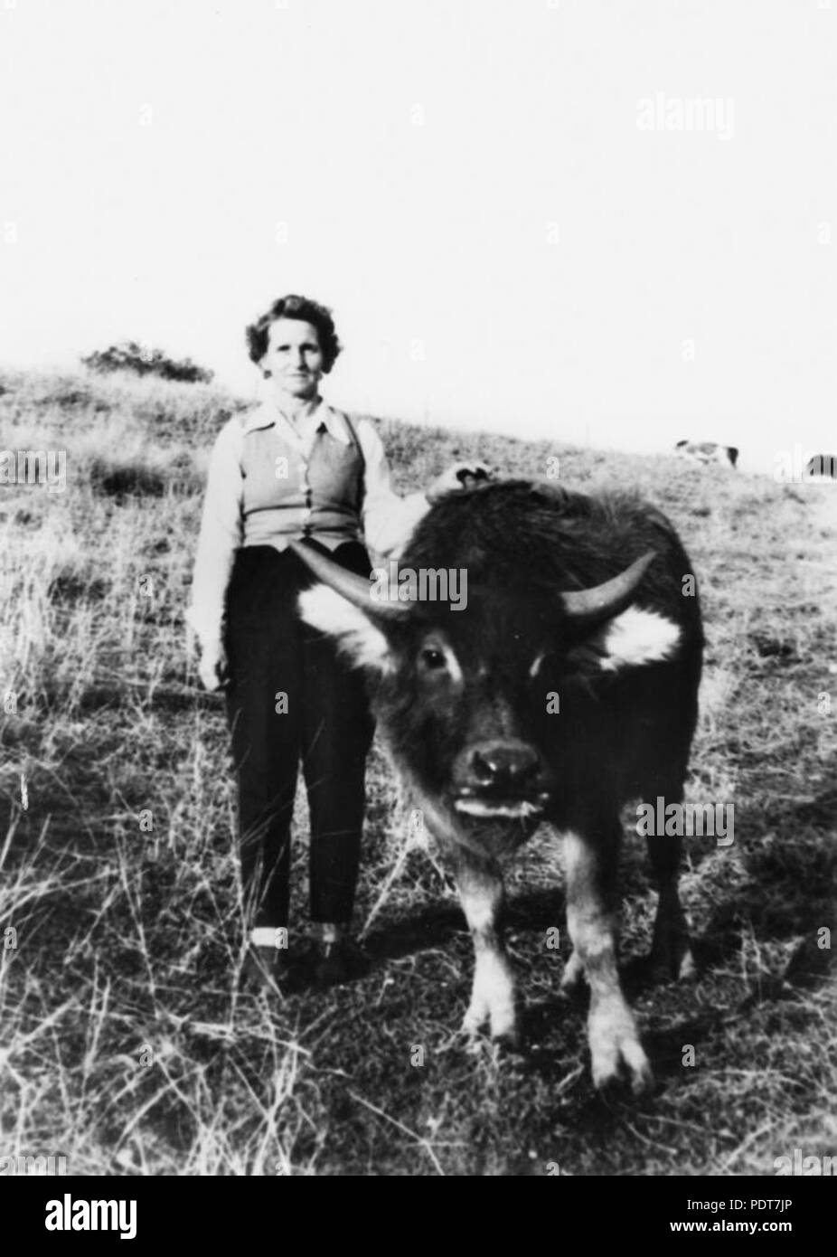 243 StateLibQld 1 177931 Florrie Johnson mit einem Stier auf ihrer Eigenschaft, Barney View, Ca. 1930 Stockfoto