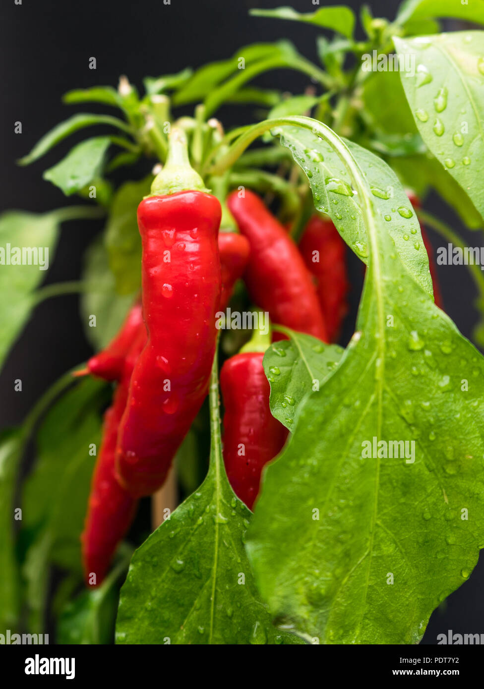 Rote Chilis (Capsicum annuum) auf dem gemüsebeet nach einem Regen mit Tropfen des Wassers auf die grünen Blätter. Stockfoto