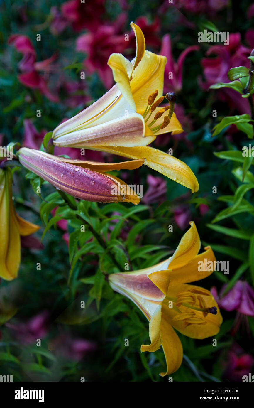 Blühenden gelben Lilien mit ein paar Tropfen auf die blütenblätter nach dem Regen Stockfoto