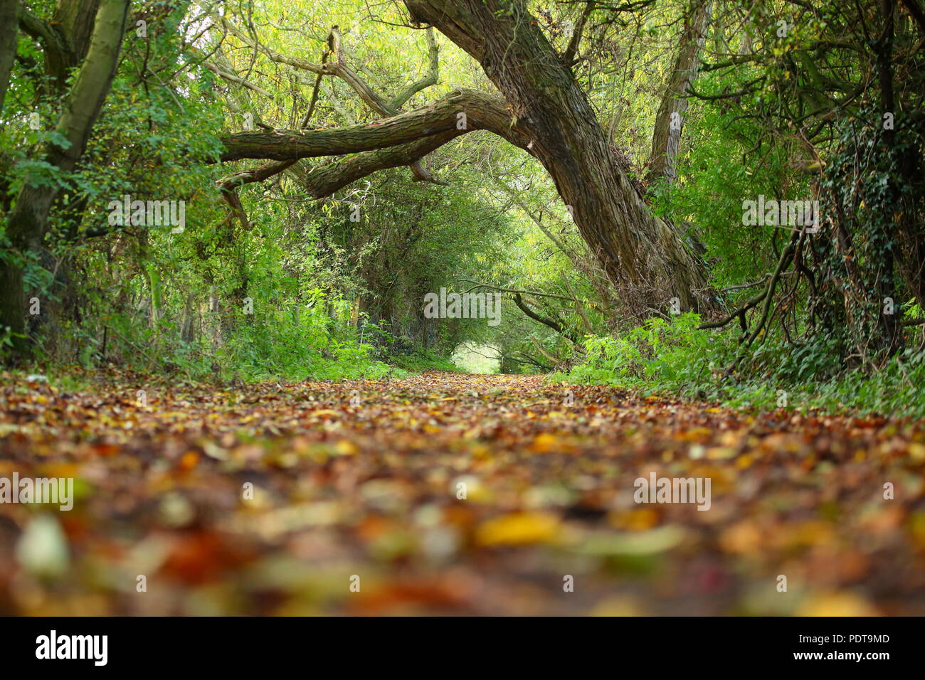 Ein schöner Wanderweg mit einer Decke der Blätter im Herbst fallen Stockfoto