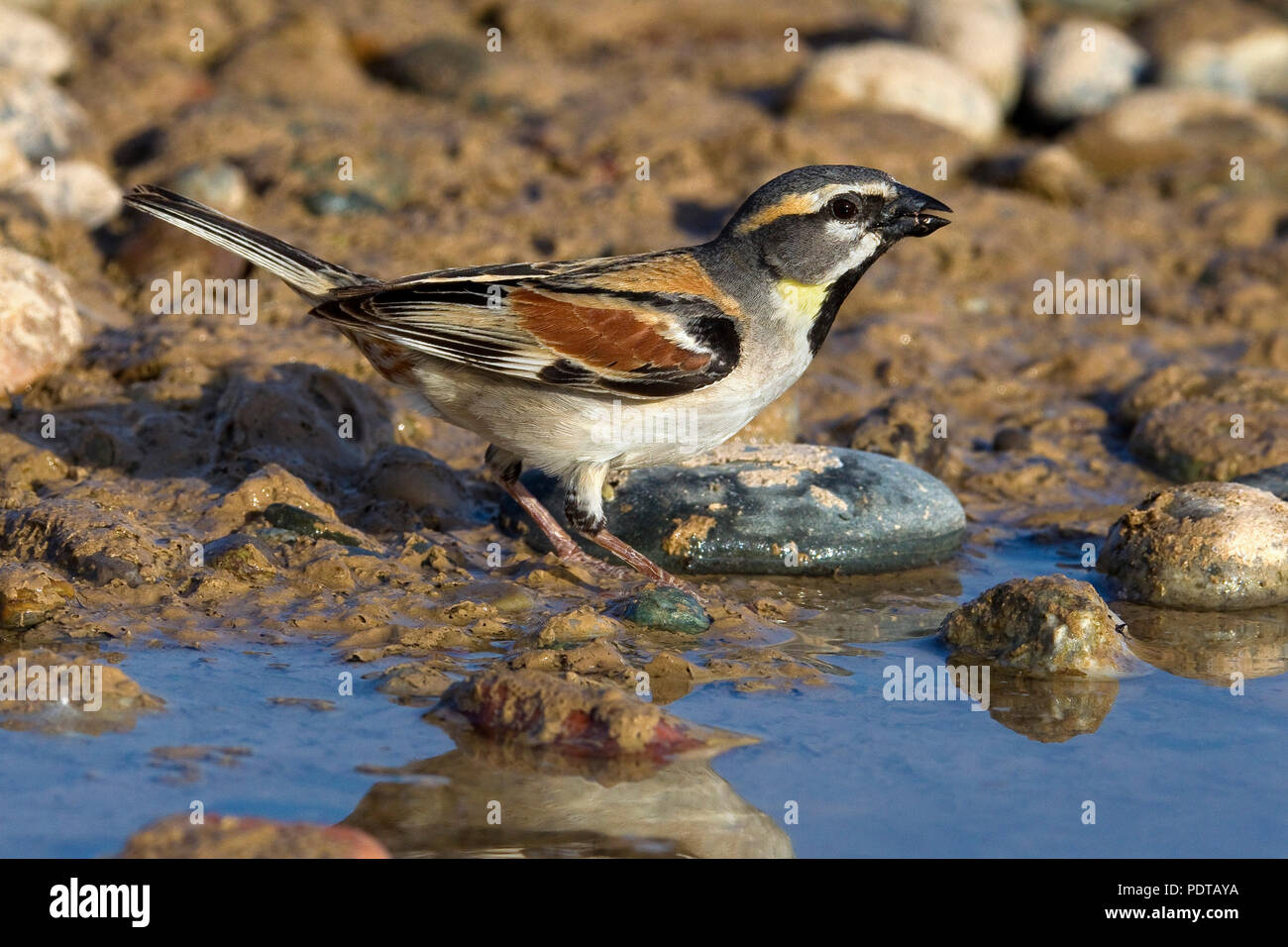Nach Dead Sea Sparrow (Passer moabiticus) Trinkwasser in der Zucht Gefieder. Stockfoto