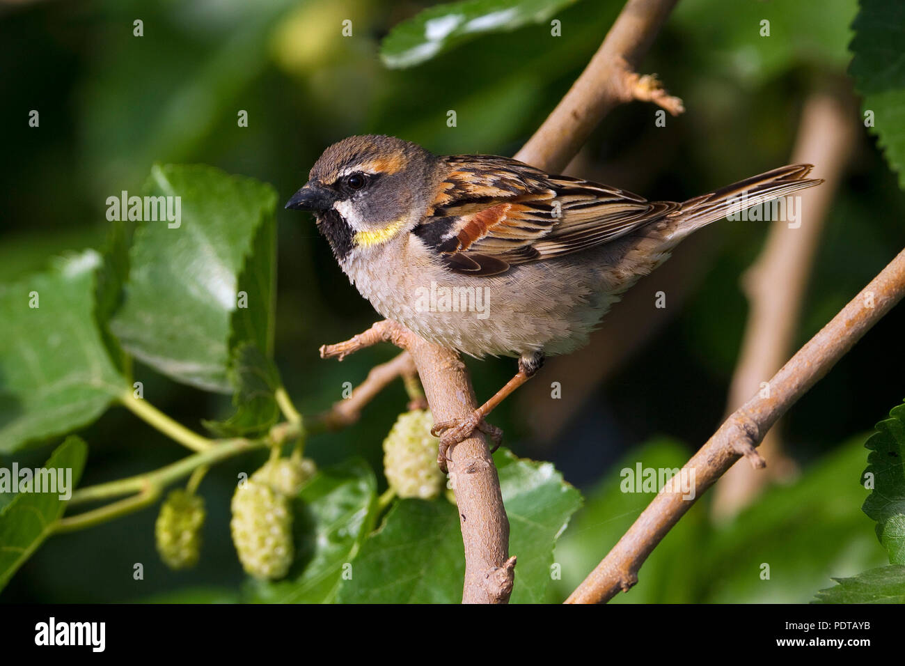 Nach Dead Sea Sparrow (Passer moabiticus) Zucht im Gefieder. Stockfoto