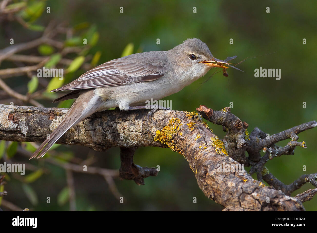 Olive-tree Warbler mit gefangen Insekt. Stockfoto
