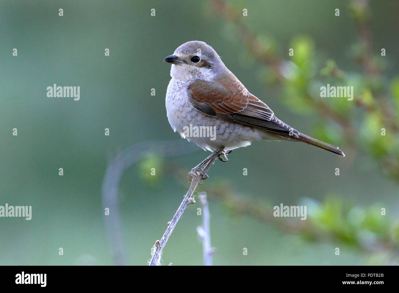 Neuntöter Stockfoto