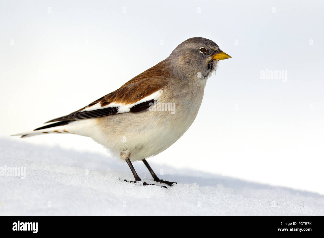 Snowfinch im Schnee. Stockfoto