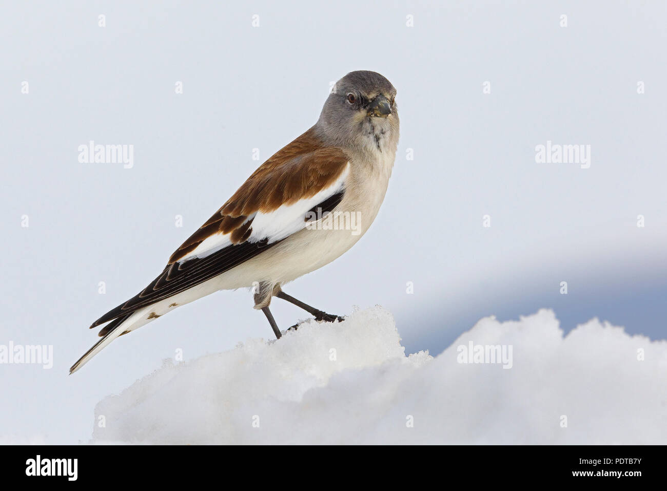 Snowfinch im Schnee. Stockfoto