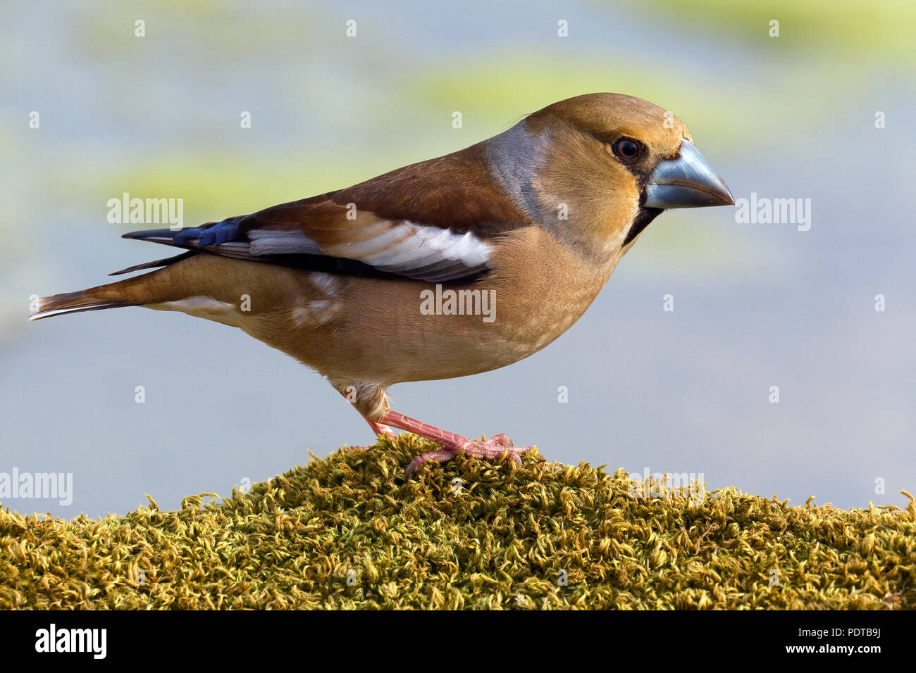 Hawfinch auf Moosbedeckten Hump. Stockfoto