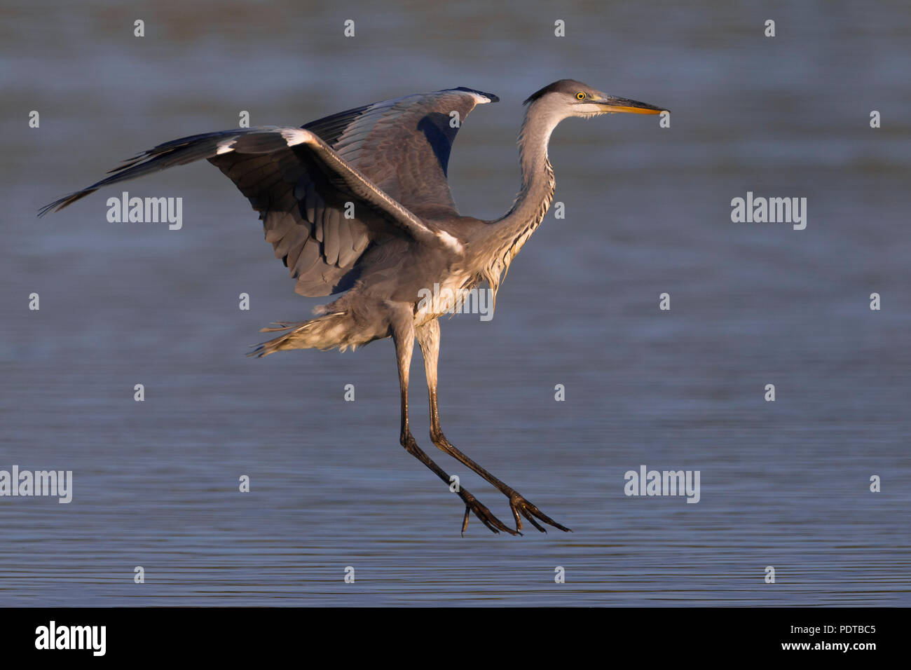 Graureiher Landung im Wasser. Stockfoto
