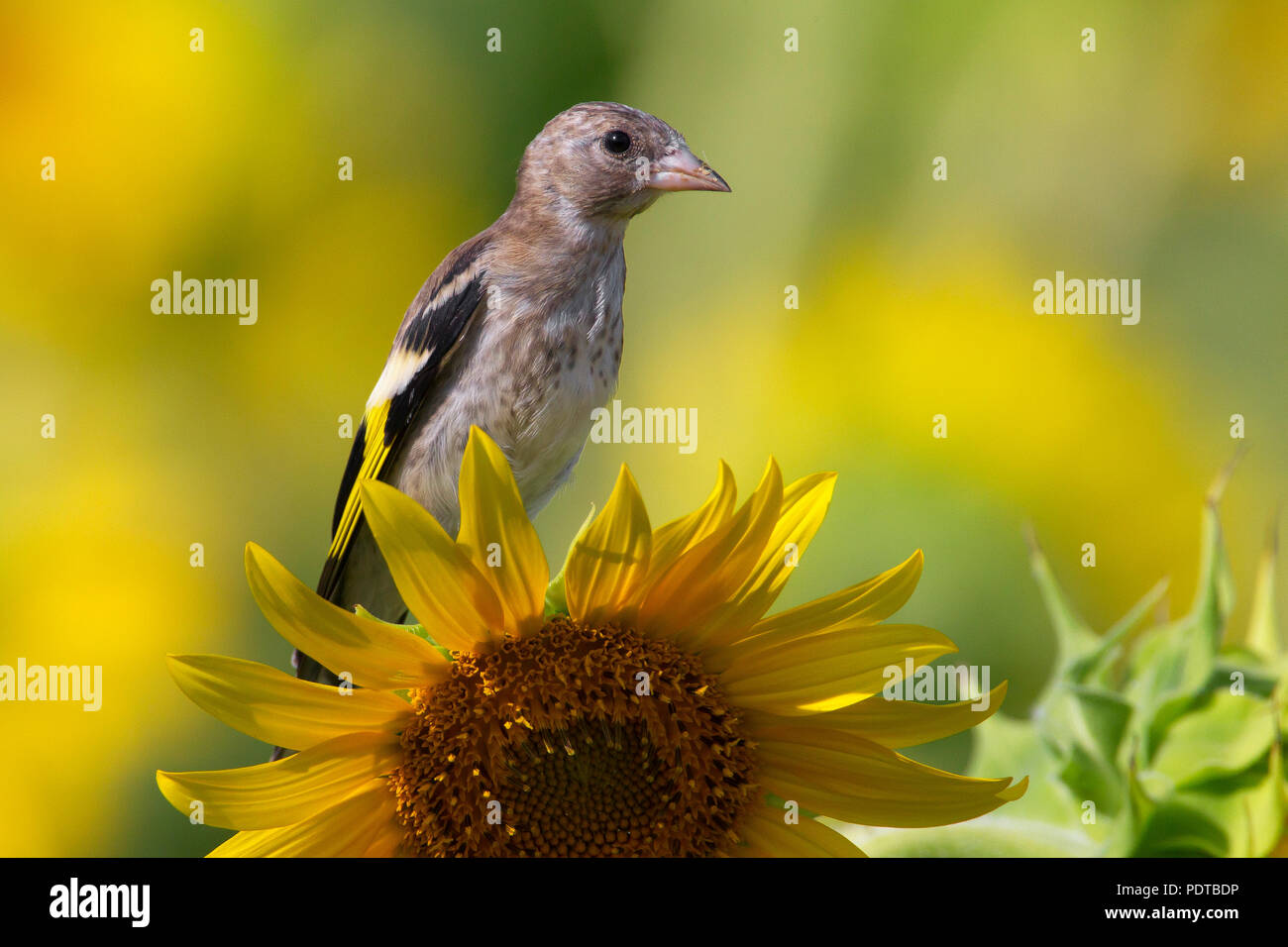 Juvenile Stieglitz auf Sonnenblume. Stockfoto