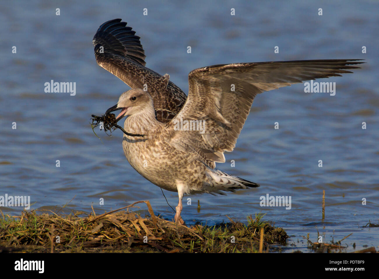 Juvenile Yellow-legged Gull. Stockfoto