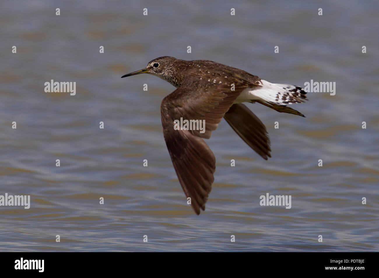 Green Sandpiper fliegen über das Wasser. Stockfoto