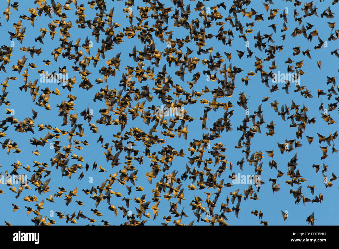 Große Herde von gemeinsamen Stare vor blauem Himmel. Stockfoto
