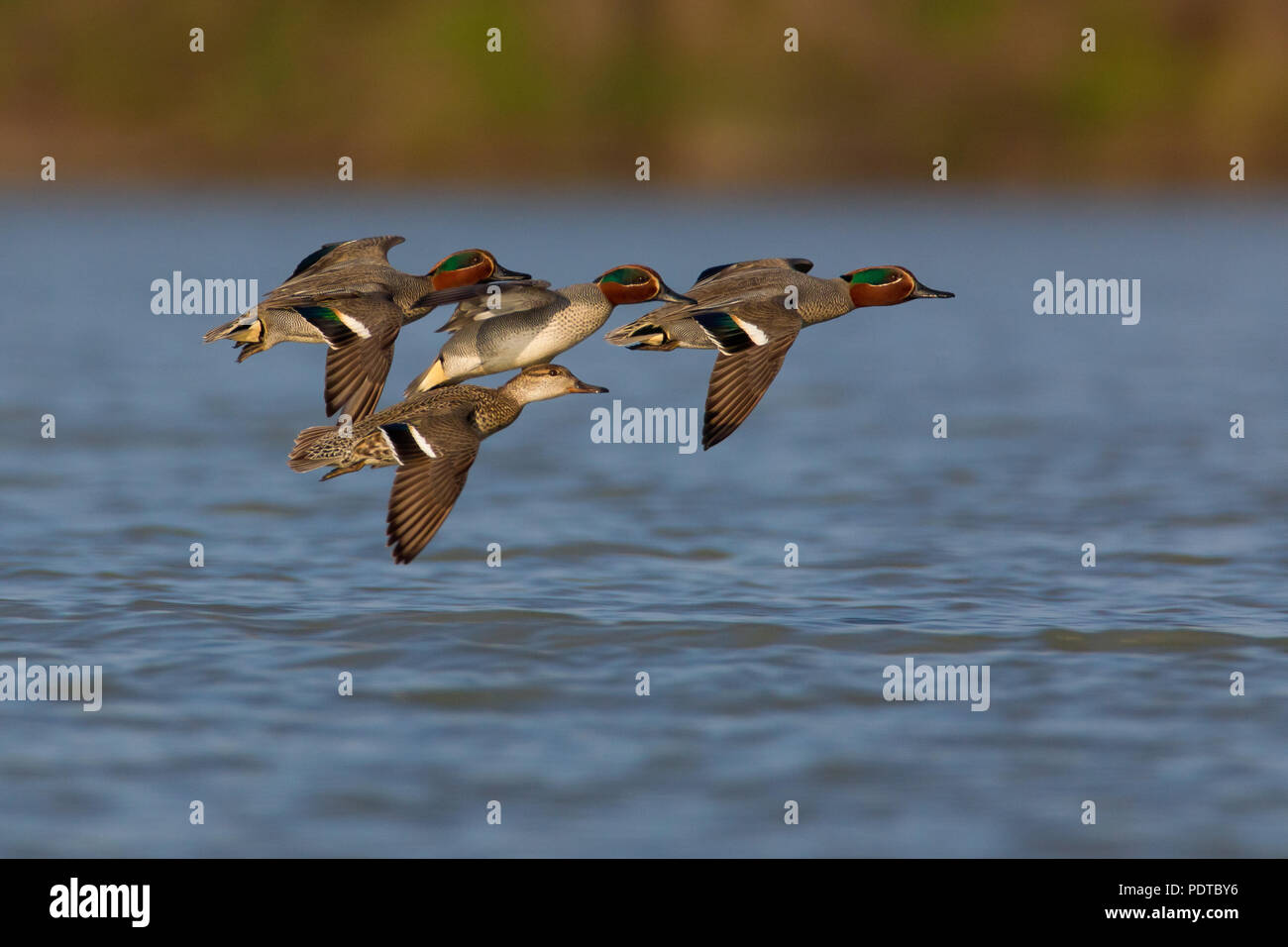 3 Männliche Teal plus eine weibliche fliegen. Stockfoto