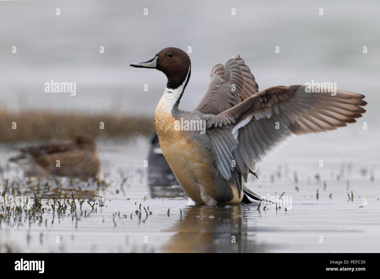 Männliche nördlichen Pintail wingflapping Stockfoto