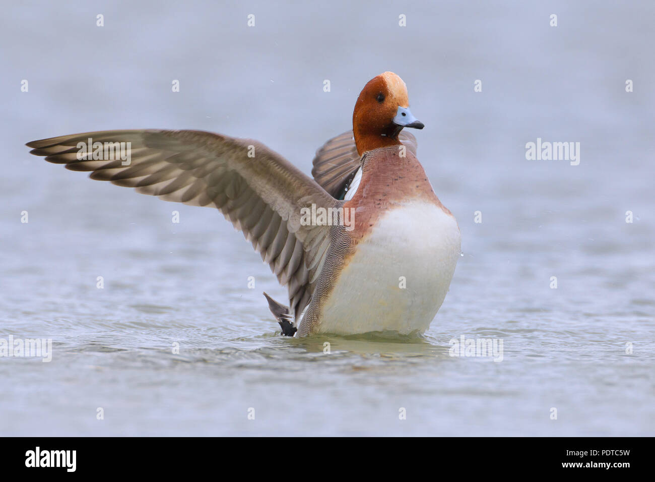 Eurasische Pfeifenten Stockfoto