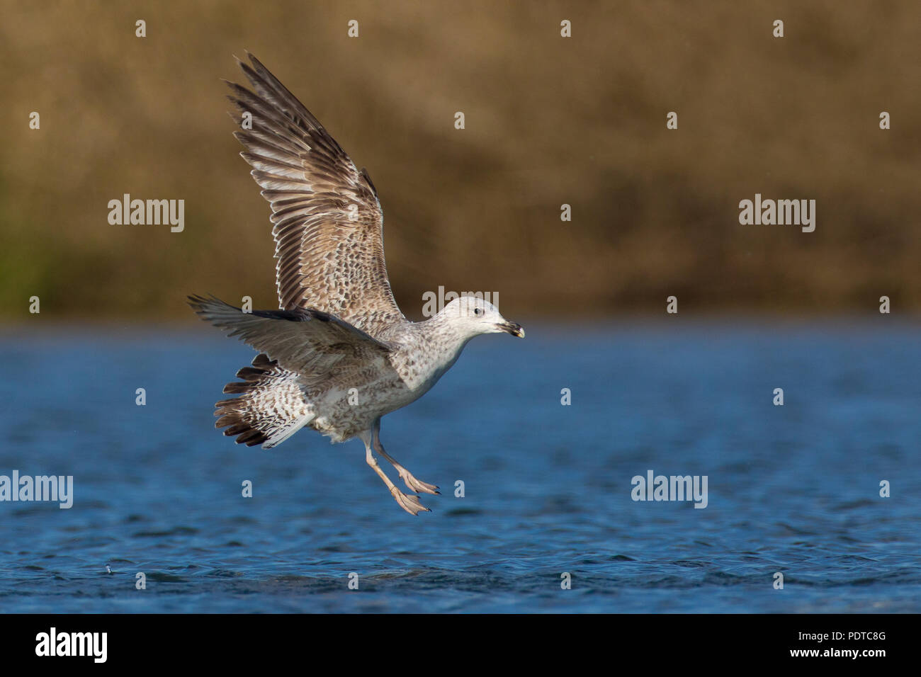 Juvenile Yellow-legged Gull fliegen. Stockfoto