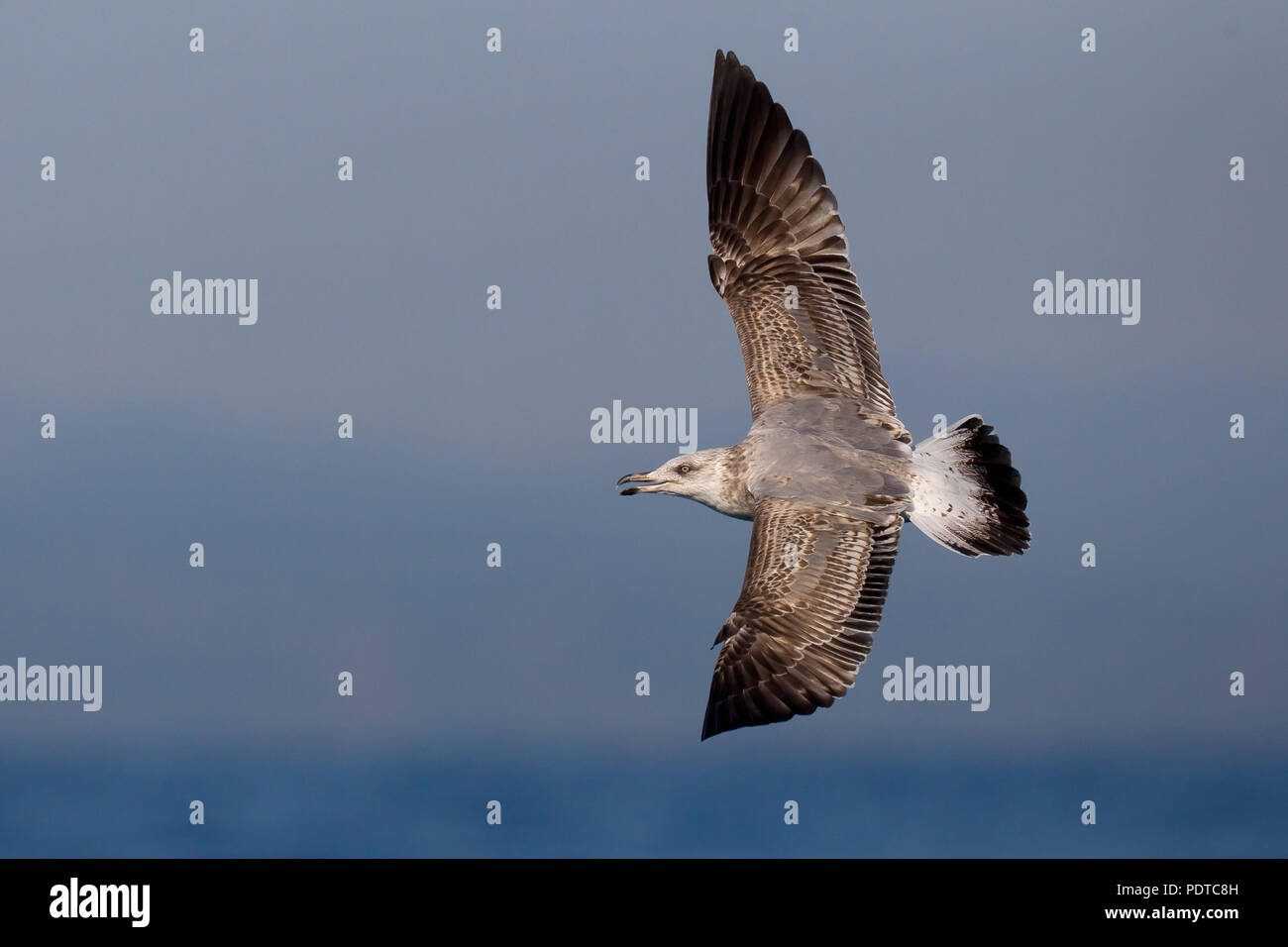 Juvenile Yellow-legged Gull fliegen. Stockfoto