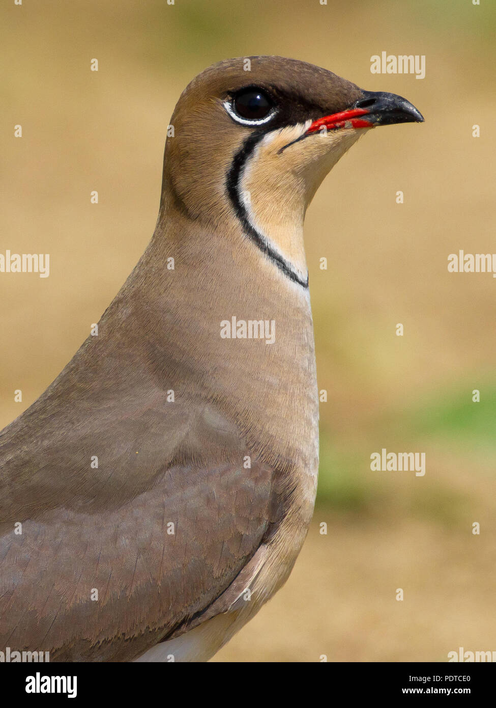 Rotflügel-Brachschwalbe Stockfoto