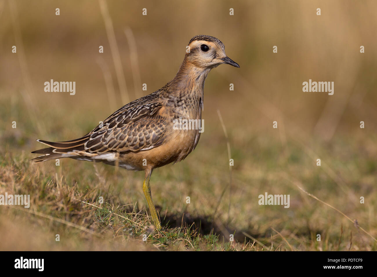 Eurasian Dotterel stehen im Gras. Stockfoto