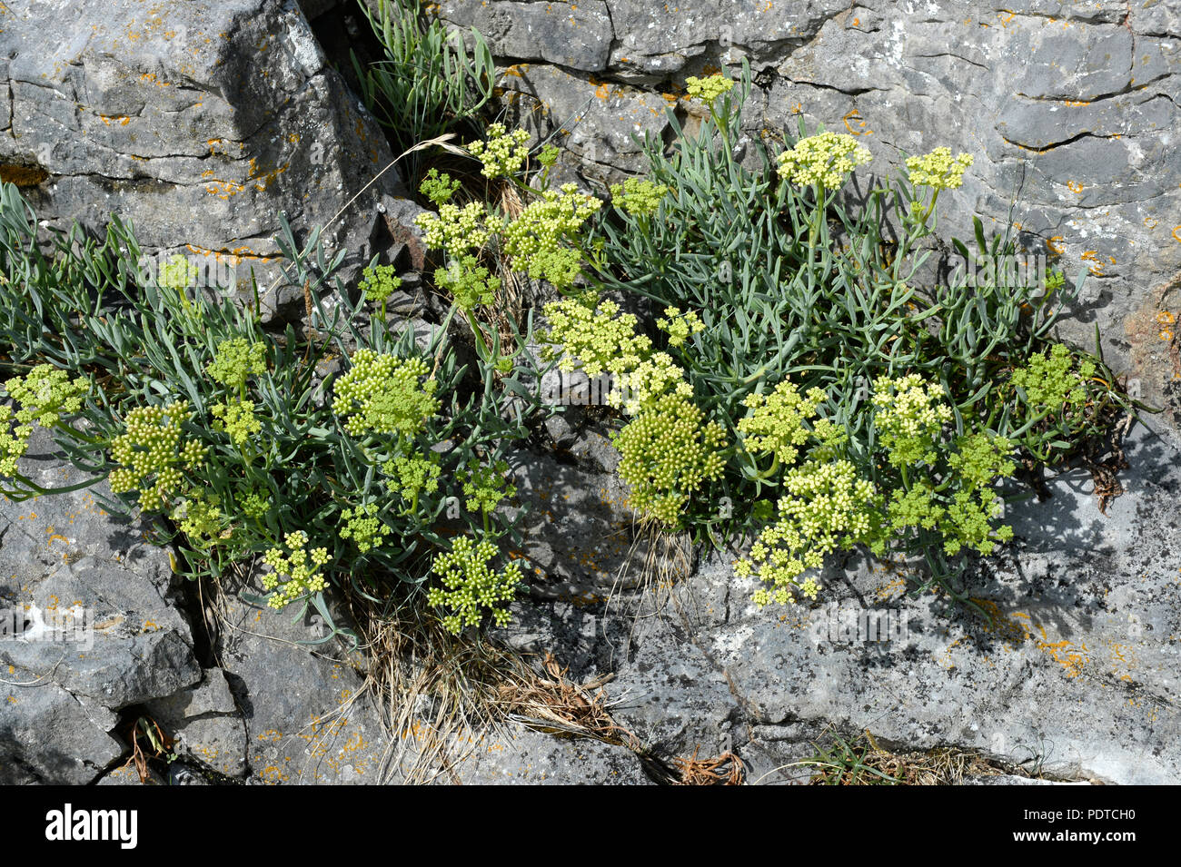 Meer Queller, in der Nähe der Küste Stockfoto