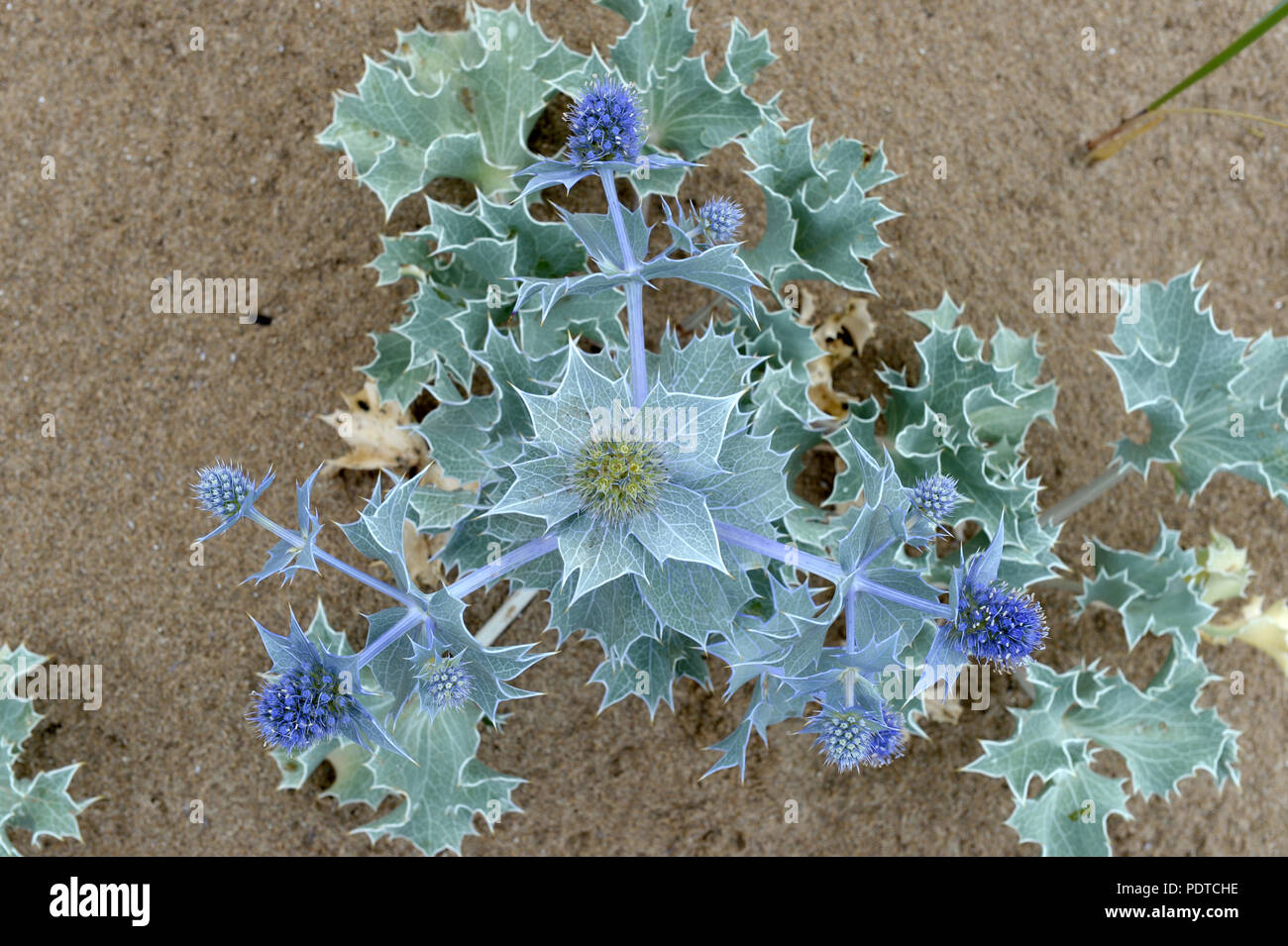 Sea Holly Blüte im Sand dune Stockfoto