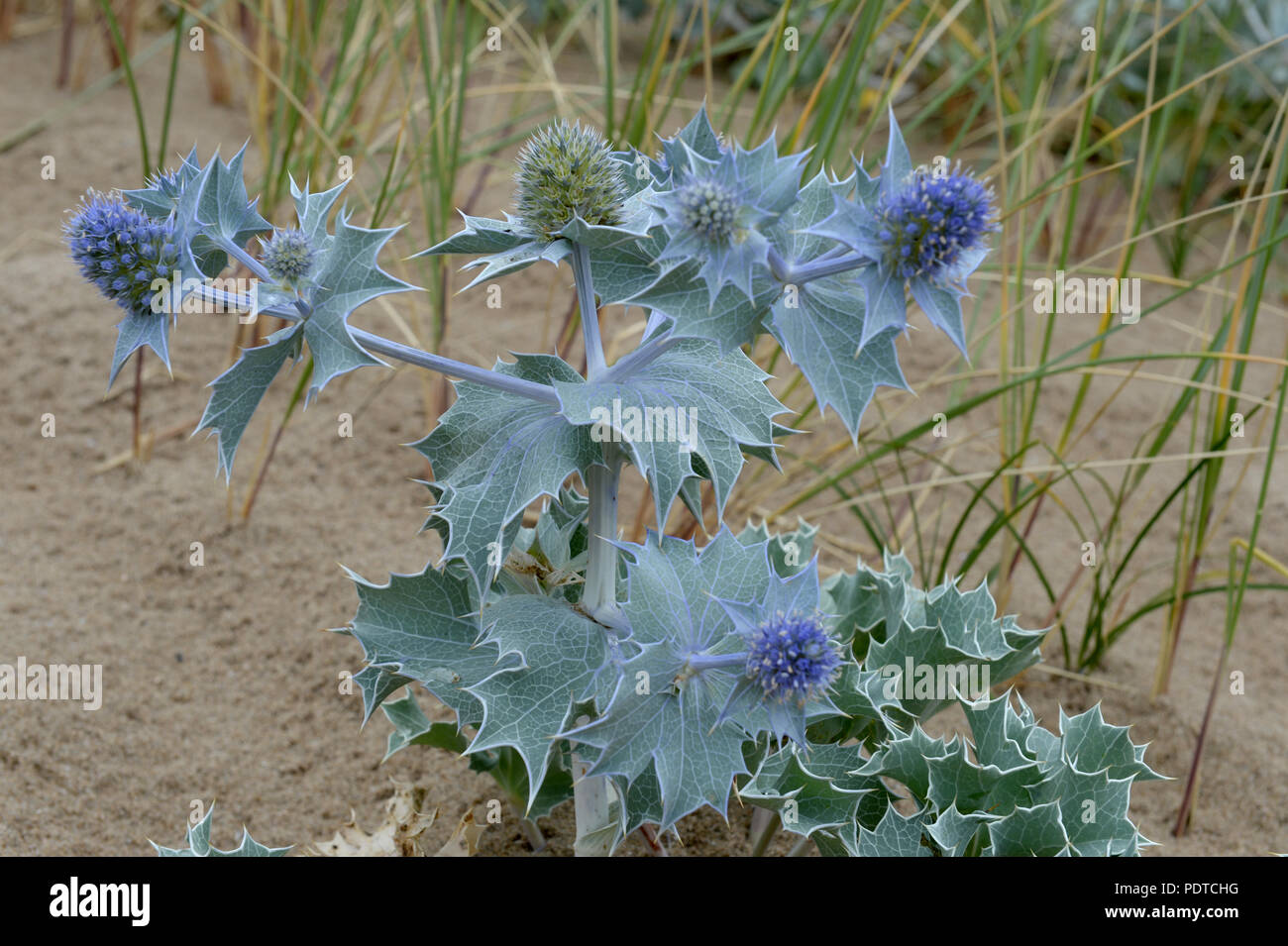 Sea Holly Blüte in der sanddüne mit Marram Gras Stockfoto