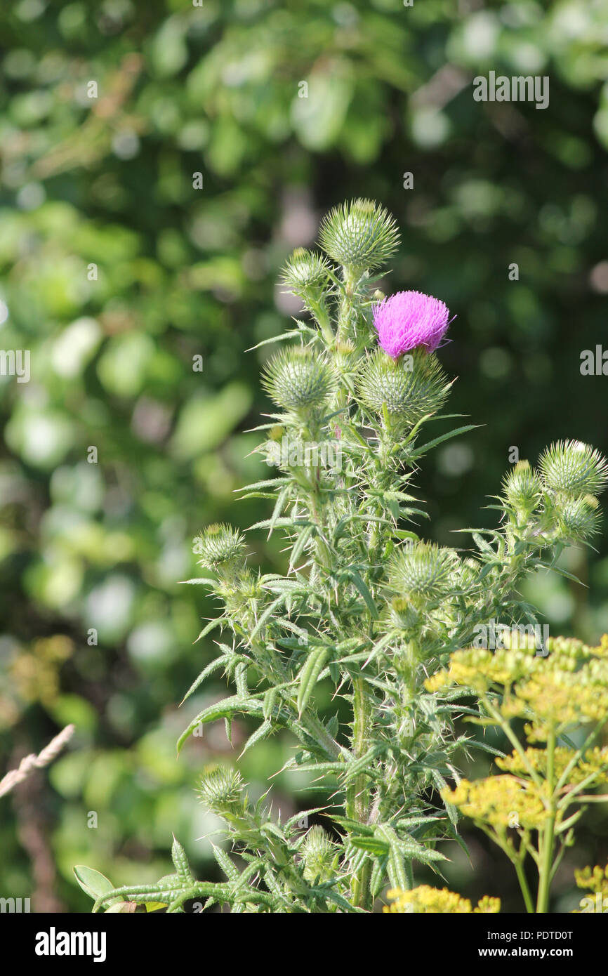 Stier Distel, (Cirsium vulgare), stachelige Unkraut mit hübschem Lila Blume oben, in der Gegend