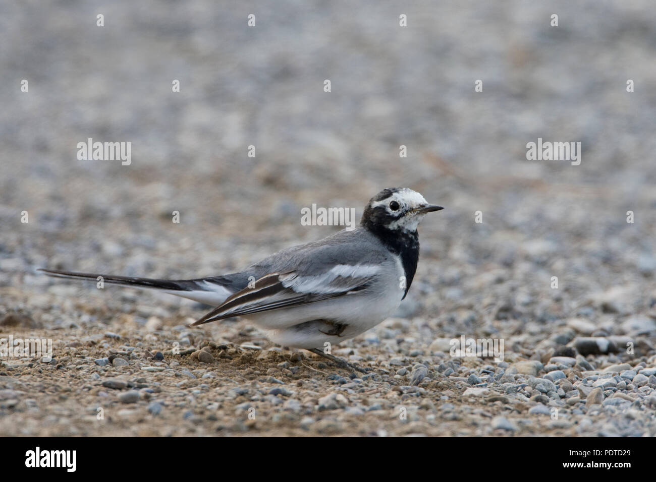 Maskierte Bachstelze auf silikatischen Gestein. Stockfoto