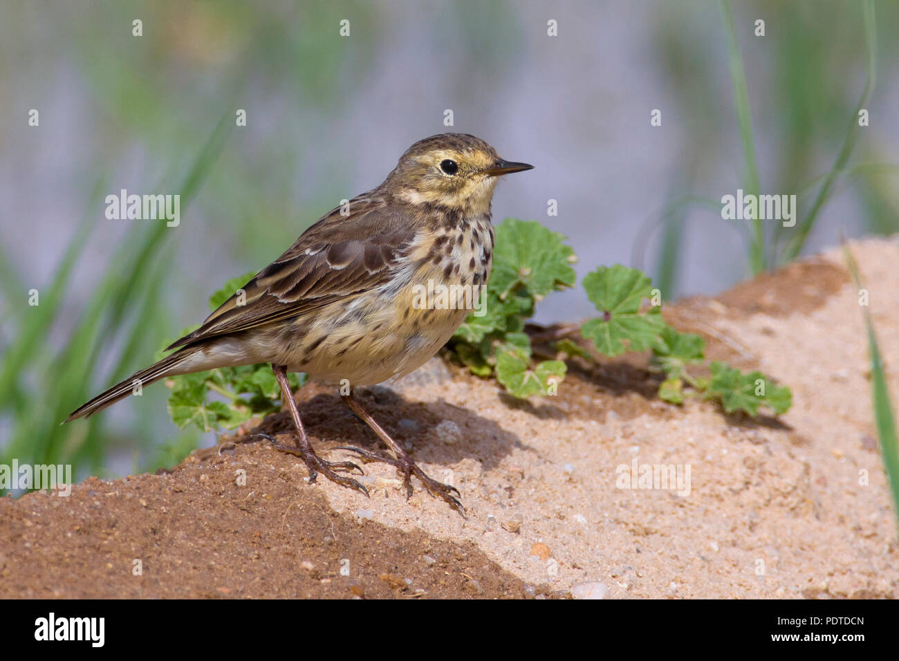 Buff-bellied Pieper; Anthus Rubescens japonicus Stockfoto