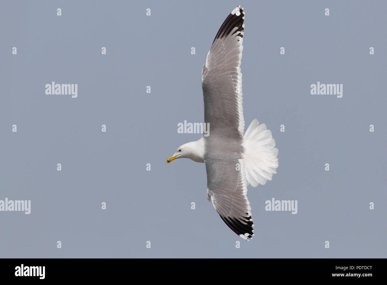 Flying Steppe Möwe (Larus cachinnans) barabensis Stockfoto