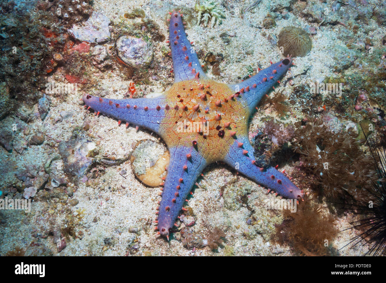 Waben oder Kissen Seestern [Pentaceraster Alveolatus].  Oreasteridae.  Malapascua Island, Philippines. Stockfoto