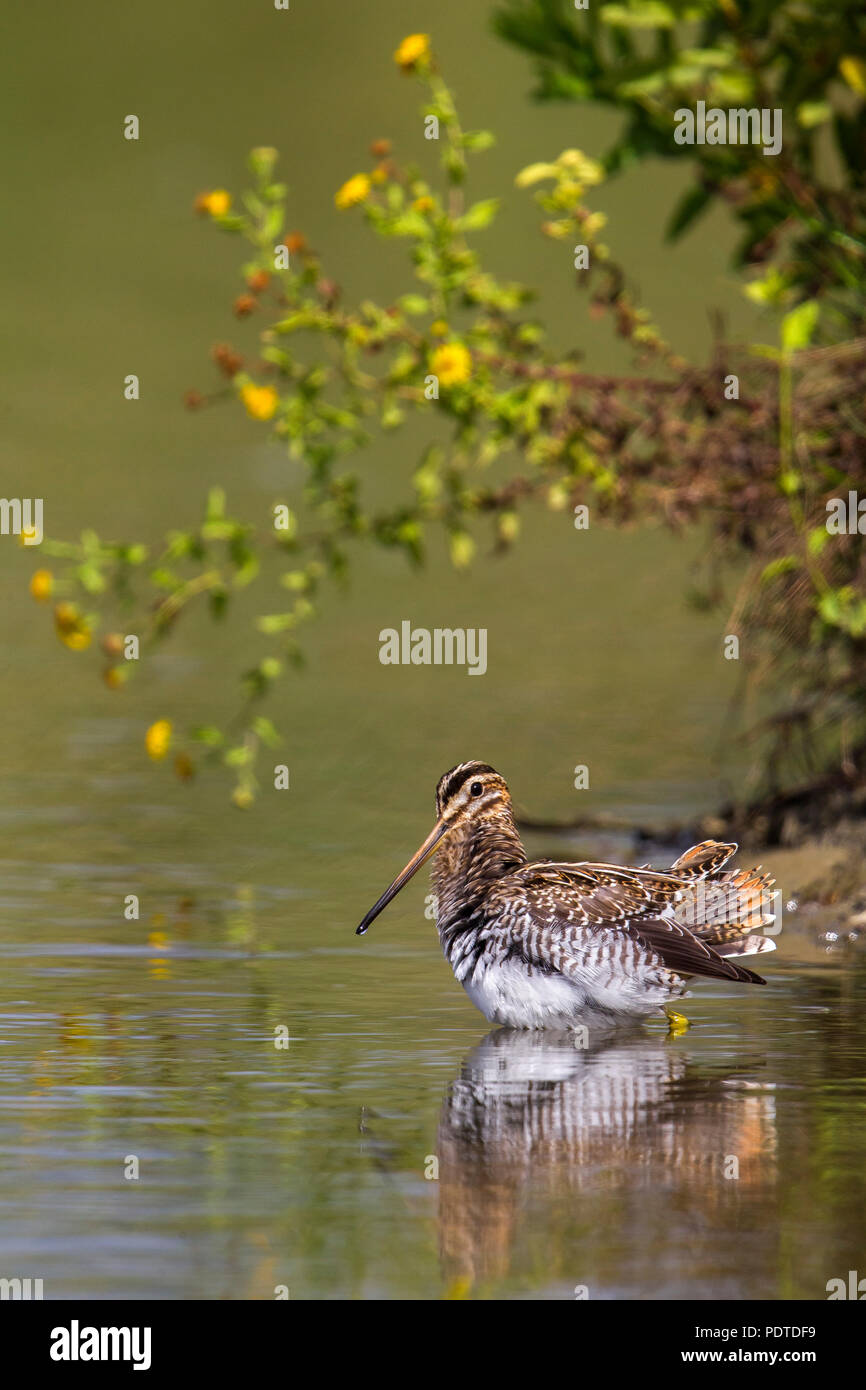 Bekassine Gallinago gallinago; Stockfoto