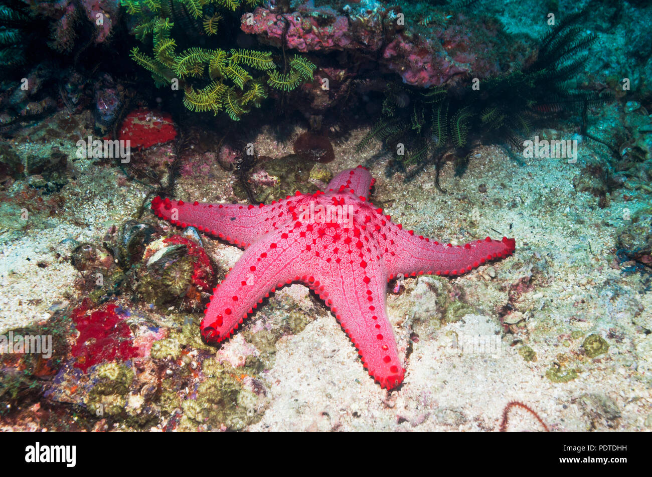 Waben oder Kissen Seestern [Pentaceraster Alveolatus].  Oreasteridae.  Malapascua Island, Philippines. Stockfoto